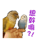 My Cute Conures2 - with his servants（個別スタンプ：40）
