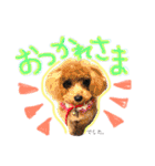 さいとうさんちのMIX犬。（個別スタンプ：18）