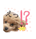 さいとうさんちのMIX犬。（個別スタンプ：21）