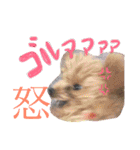 さいとうさんちのMIX犬。（個別スタンプ：30）