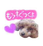 さいとうさんちのMIX犬。（個別スタンプ：34）