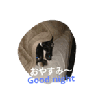 Boston terrier BOOGIE（個別スタンプ：4）