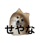 cute kedama dog 2（個別スタンプ：4）