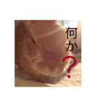 我が家のうさこ（個別スタンプ：4）