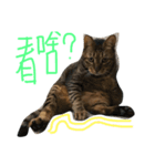 Lazy cat pp（個別スタンプ：1）