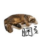 Lazy cat pp（個別スタンプ：3）