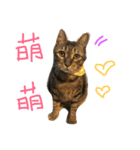 Lazy cat pp（個別スタンプ：6）