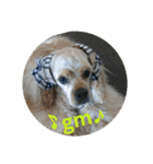 American Cocker Spaniel mopuSTAMP2（個別スタンプ：1）