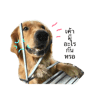 Golden Retriever YC（個別スタンプ：3）