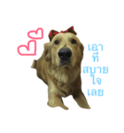 Golden Retriever YC（個別スタンプ：4）