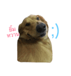 Golden Retriever YC（個別スタンプ：14）