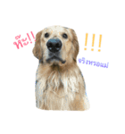 Golden Retriever YC（個別スタンプ：15）