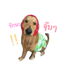 Golden Retriever YC（個別スタンプ：16）