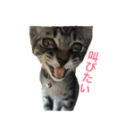 猫のたい君のタイ語（個別スタンプ：5）