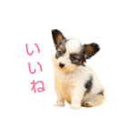 カコのかわいい犬たち（個別スタンプ：3）