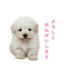 カコのかわいい犬たち（個別スタンプ：6）