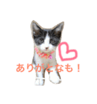 名古屋弁cats（個別スタンプ：3）