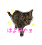 名古屋弁cats（個別スタンプ：13）