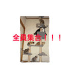 名古屋弁cats（個別スタンプ：27）