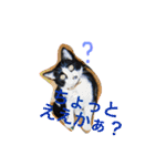 名古屋弁cats（個別スタンプ：29）