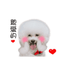 Bichon Frise is so cute（個別スタンプ：1）