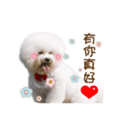 Bichon Frise is so cute（個別スタンプ：5）