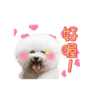 Bichon Frise is so cute（個別スタンプ：6）