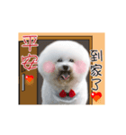 Bichon Frise is so cute（個別スタンプ：7）