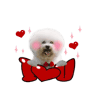 Bichon Frise is so cute（個別スタンプ：8）