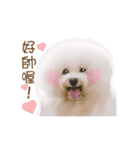 Bichon Frise is so cute（個別スタンプ：11）