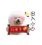 Bichon Frise is so cute（個別スタンプ：12）