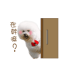 Bichon Frise is so cute（個別スタンプ：14）