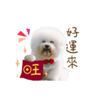 Bichon Frise is so cute（個別スタンプ：15）