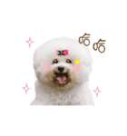 Bichon Frise is so cute（個別スタンプ：17）