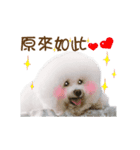 Bichon Frise is so cute（個別スタンプ：20）