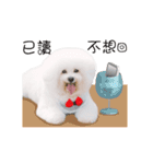 Bichon Frise is so cute（個別スタンプ：21）