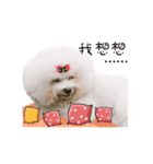 Bichon Frise is so cute（個別スタンプ：22）