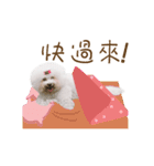 Bichon Frise is so cute（個別スタンプ：23）