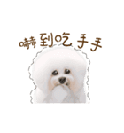 Bichon Frise is so cute（個別スタンプ：24）