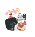 Chumi the toy poodle has her say...again（個別スタンプ：2）