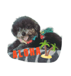 Chumi the toy poodle has her say...again（個別スタンプ：4）