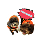 Chumi the toy poodle has her say...again（個別スタンプ：5）