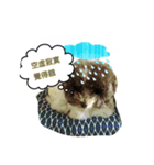 Chumi the toy poodle has her say...again（個別スタンプ：6）