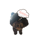 Chumi the toy poodle has her say...again（個別スタンプ：8）