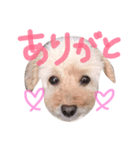 lovely my dog.（個別スタンプ：8）