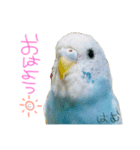 はむちゃん(インコ)（個別スタンプ：1）