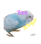 はむちゃん(インコ)（個別スタンプ：2）