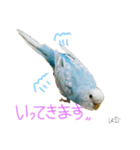 はむちゃん(インコ)（個別スタンプ：3）