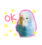 はむちゃん(インコ)（個別スタンプ：4）