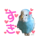 はむちゃん(インコ)（個別スタンプ：6）